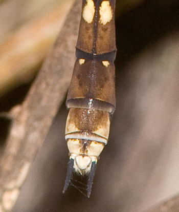 Adversaeschna brevistyla
